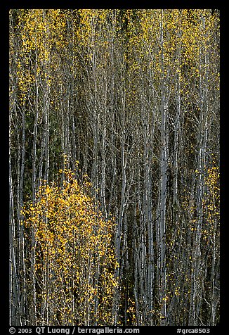 Tall aspens in autumn. Grand Canyon National Park, Arizona, USA.