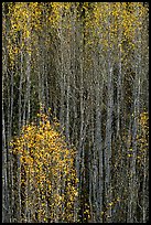 Tall aspens in autumn. Grand Canyon National Park ( color)