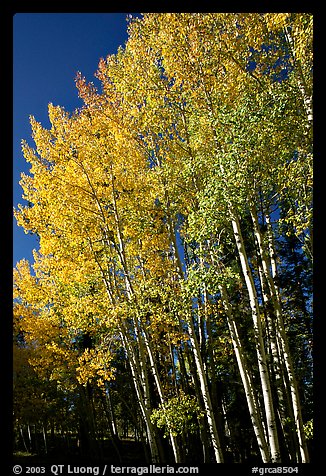 Aspens in autumn. Grand Canyon National Park (color)