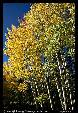 Aspens in autumn. Grand Canyon National Park, Arizona, USA.