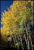Aspens in autumn. Grand Canyon National Park ( color)