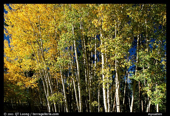 Aspens in  fall. Grand Canyon National Park, Arizona, USA.