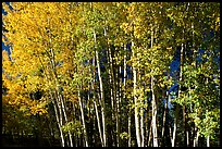 Aspens in  fall. Grand Canyon National Park, Arizona, USA.