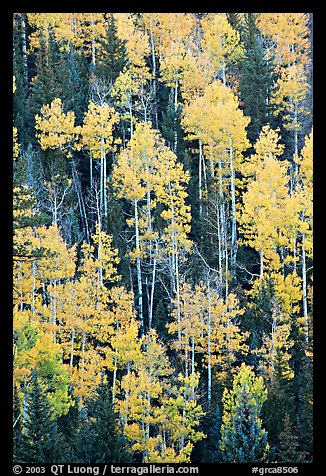 Aspens and evergeens on hillside, North Rim. Grand Canyon National Park, Arizona, USA.