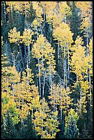 Aspens and evergeens on hillside, North Rim. Grand Canyon National Park, Arizona, USA. (color)