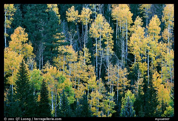 Aspens and evergreens on hillside, North Rim. Grand Canyon National Park, Arizona, USA.