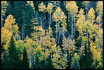 Aspens and evergreens on hillside, North Rim. Grand Canyon National Park, Arizona, USA.