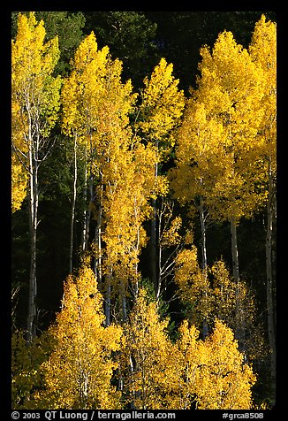 Backlit Aspens with fall foliage on hillside, North Rim. Grand Canyon National Park (color)