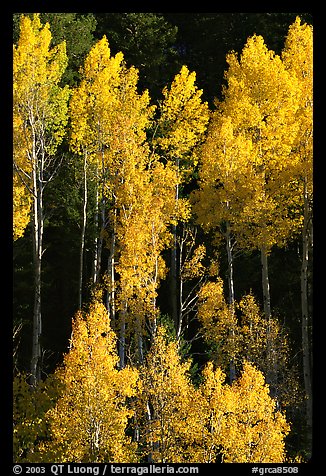 Backlit Aspens with fall foliage on hillside, North Rim. Grand Canyon National Park, Arizona, USA.