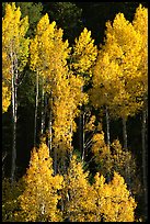 Backlit Aspens with fall foliage on hillside, North Rim. Grand Canyon National Park, Arizona, USA.