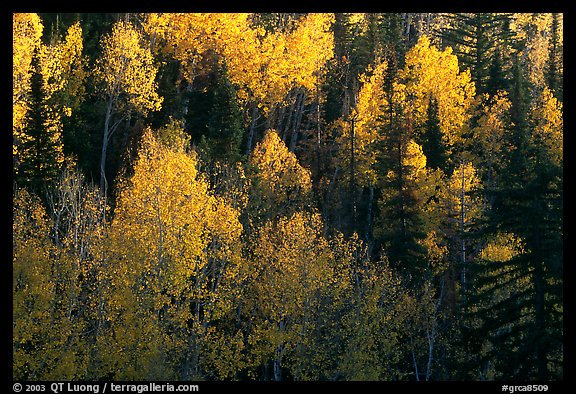 Backlit Aspen forest in autumn foliage on hillside, North Rim. Grand Canyon National Park, Arizona, USA.