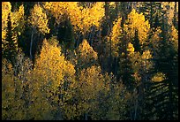 Backlit Aspen forest in autumn foliage on hillside, North Rim. Grand Canyon National Park, Arizona, USA.