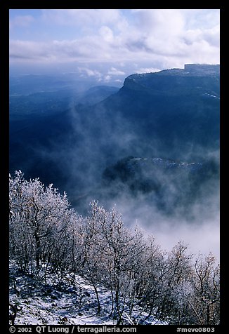 Snowy trees, cliffs, and clearing storm, Park Point, morning. Mesa Verde National Park, Colorado, USA.