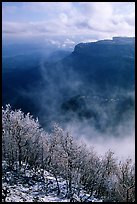 Snowy trees, cliffs, and clearing storm, Park Point, morning. Mesa Verde National Park, Colorado, USA.