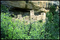 Trees and Cliff Palace, morning. Mesa Verde National Park, Colorado, USA. (color)