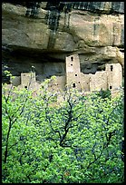 Trees with spring leaves and Cliff Palace, morning. Mesa Verde National Park, Colorado, USA.