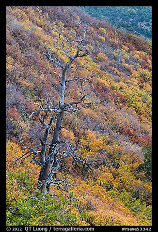 Tree skeleton and slope with shrubs in the fall. Mesa Verde National Park (color)