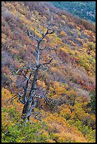 Tree skeleton and slope with shrubs in the fall. Mesa Verde National Park, Colorado, USA. (color)