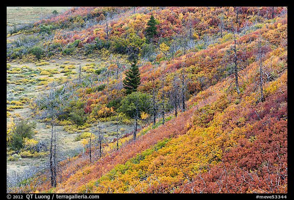 Shrub-steppe plant community in autumn. Mesa Verde National Park, Colorado, USA.