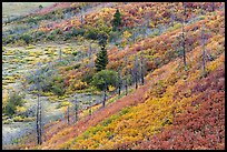 Shrub-steppe plant community in autumn. Mesa Verde National Park, Colorado, USA. (color)