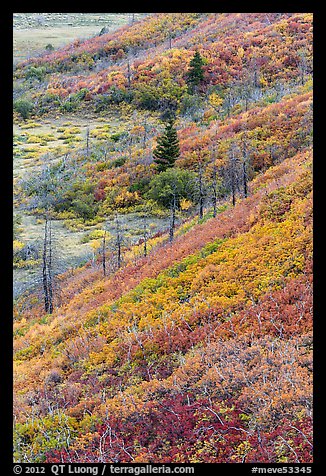 Fall color over shrub slopes. Mesa Verde National Park (color)