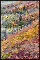 Fall color over shrub slopes. Mesa Verde National Park, Colorado, USA.