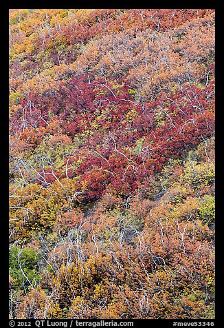 Burned slope with shrub-steppe plants in fall colors. Mesa Verde National Park, Colorado, USA.