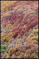 Burned slope with shrub-steppe plants in fall colors. Mesa Verde National Park, Colorado, USA.