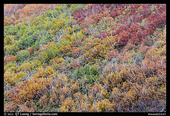 Burned area with shrubs in autumn colors. Mesa Verde National Park, Colorado, USA.