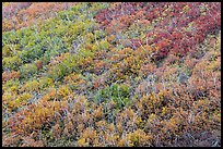 Burned area with shrubs in autumn colors. Mesa Verde National Park, Colorado, USA. (color)