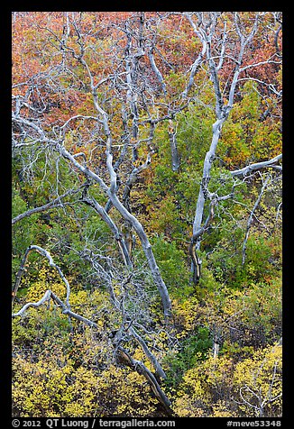 Burned trees and rabbitbrush in the fall. Mesa Verde National Park, Colorado, USA.