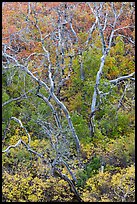 Burned trees and rabbitbrush in the fall. Mesa Verde National Park, Colorado, USA.