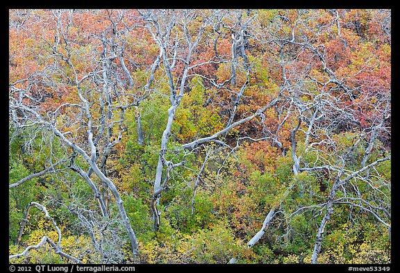 Twisted bare trees and brush with colorful fall foliage. Mesa Verde National Park, Colorado, USA.