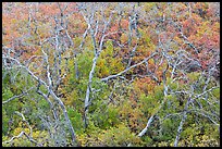 Twisted bare trees and brush with colorful fall foliage. Mesa Verde National Park, Colorado, USA. (color)