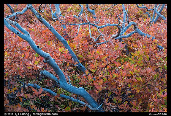 Bare trunks and shurb leaves in autumn foliage. Mesa Verde National Park (color)