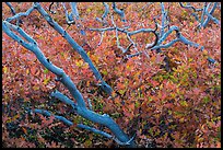 Bare trunks and shurb leaves in autumn foliage. Mesa Verde National Park, Colorado, USA. (color)