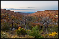 Canyon slopes covered in fall foliage at sunrise. Mesa Verde National Park ( color)