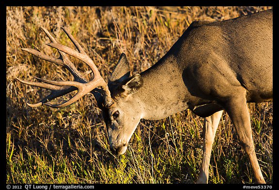 Deer grazing. Mesa Verde National Park, Colorado, USA.