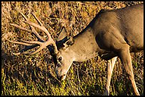 Deer grazing. Mesa Verde National Park, Colorado, USA. (color)