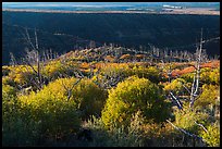 Trees, shrubs, and cliff shadow, early morning. Mesa Verde National Park, Colorado, USA. (color)