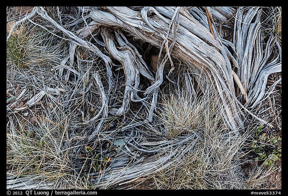 Close up of grasses and roots. Mesa Verde National Park, Colorado, USA.