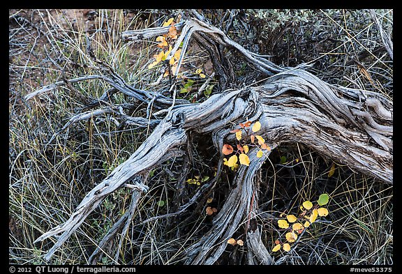 Close up of leaves, fallen wood and grasses. Mesa Verde National Park, Colorado, USA.