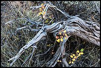 Close up of leaves, fallen wood and grasses. Mesa Verde National Park, Colorado, USA.