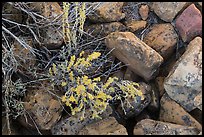 Close up of flowers and rocks used in Ancestral Puebloan structures. Mesa Verde National Park, Colorado, USA.