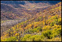 Canyon with burned trees and brush in fall colors. Mesa Verde National Park, Colorado, USA.