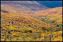 Slopes covered with shrubs in brillant autumn color. Mesa Verde National Park, Colorado, USA. (color)