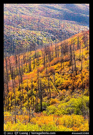 Burned forest and vividly colored shurbs in autumn. Mesa Verde National Park, Colorado, USA.