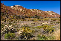 Pratter Canyon in autumn. Mesa Verde National Park, Colorado, USA. (color)