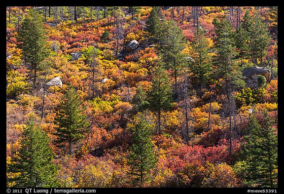 Slope with pine trees and shurbs in autumn foliage. Mesa Verde National Park, Colorado, USA.