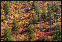 Slope with pine trees and shurbs in autumn foliage. Mesa Verde National Park, Colorado, USA. (color)